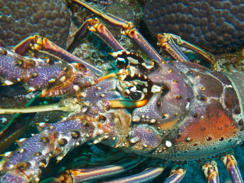 Spiny Lobster IMG_4784.jpg